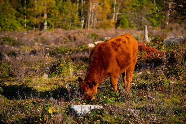 Brown Cow Grazing Open Field Forest — Stock Photo, Image