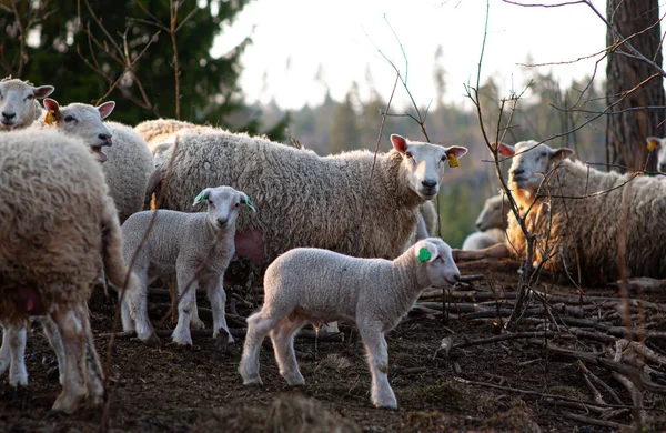 Group Old Young Sheep — Stock Photo, Image