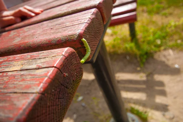 Зеленая Личинка Красной Скамейке — стоковое фото