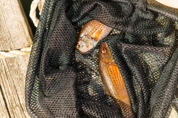 Two Small Fishes Caught Black Net — Stock Photo, Image