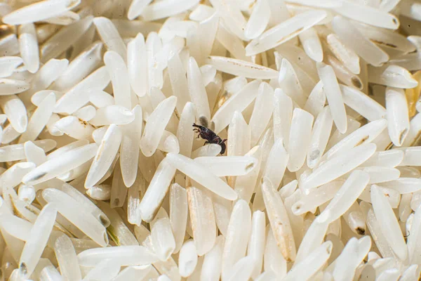 Rice weevil in a pile of rice..