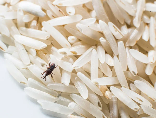 Rice weevil in a pile of rice..