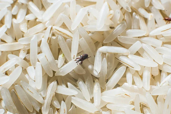 Rice weevil in a pile of rice..