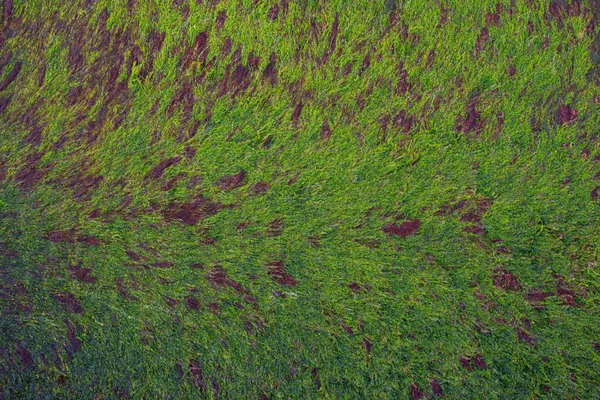 金属板の上で成長する緑藻 — ストック写真