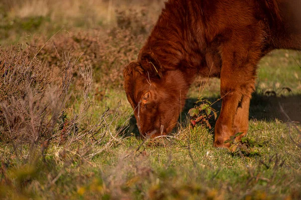 Vaca Marrom Pastando Campo Aberto Por Uma Floresta — Fotografia de Stock