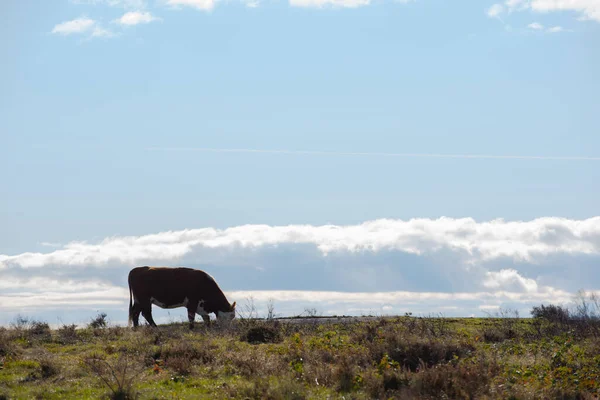 Brown Cow Grazing Open Field — Stock Photo, Image