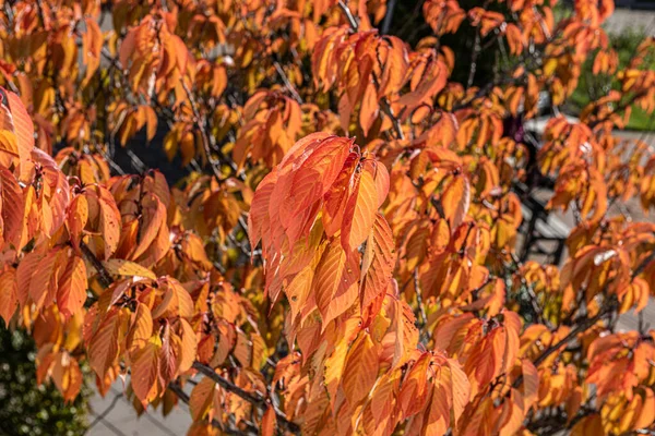 Глибоке Оранжеве Осіннє Листя Дереві — стокове фото