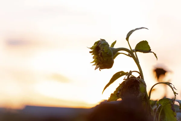 Sorglig Solros Ett Fält Vid Solnedgången — Stockfoto