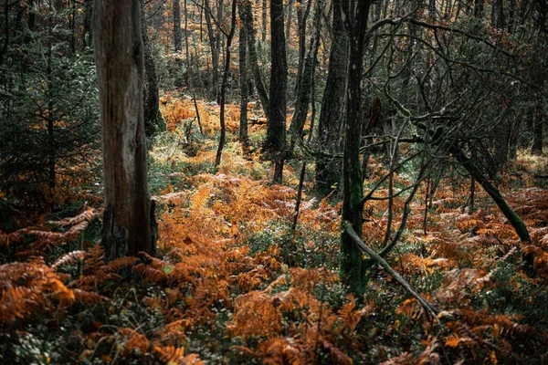 Helechos Anaranjados Suelo Del Bosque Otoño —  Fotos de Stock