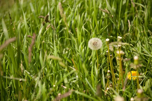 Taraxacum Löwenzahn Samen Grünen Gras — Stockfoto