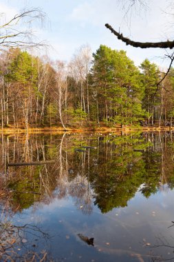 Sakin bir göletteki ormanın yansımaları..