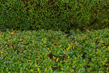 İki yeşil çit, düzgün kesilmiş...