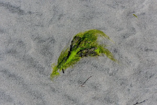 Зелені Водорості Вологому Піску — стокове фото