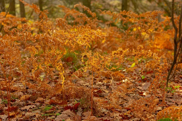 Восени Лісі Папороть — стокове фото