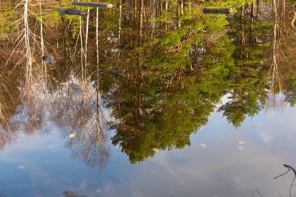 穏やかな池の中の森の反射 — ストック写真