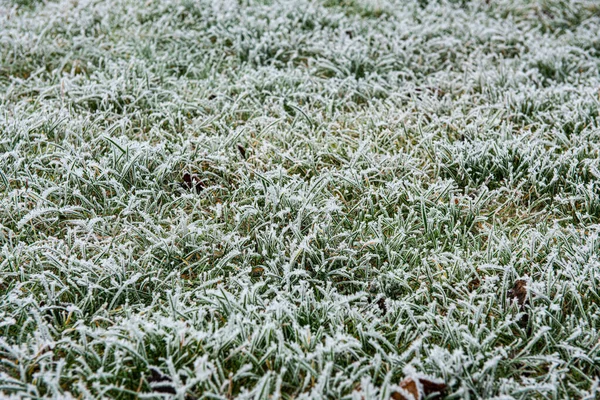 Frozen grass in a field..