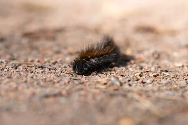 Hairy Larvae Crawling Sand — Stock Photo, Image