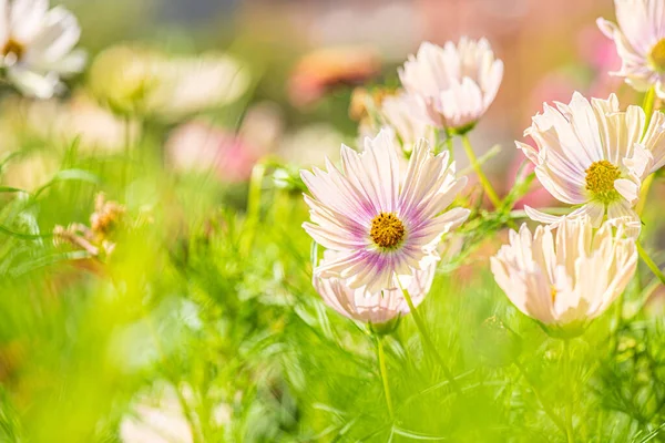 초원에 흰색과 분홍색 — 스톡 사진