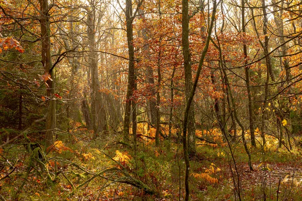 Cores Queda Uma Floresta Ensolarada Densa — Fotografia de Stock