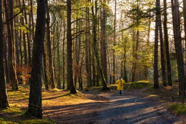 Sarı ceketli bir adam ormanda yürüyor..