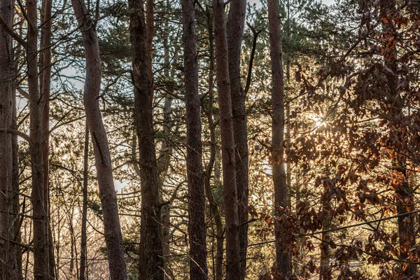 Sol Brillando Través Bosque —  Fotos de Stock