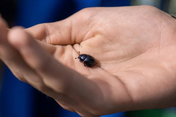 Ένα Μαύρο Σκαθάρι Coleoptera Βρέθηκε Στο Δάσος — Φωτογραφία Αρχείου