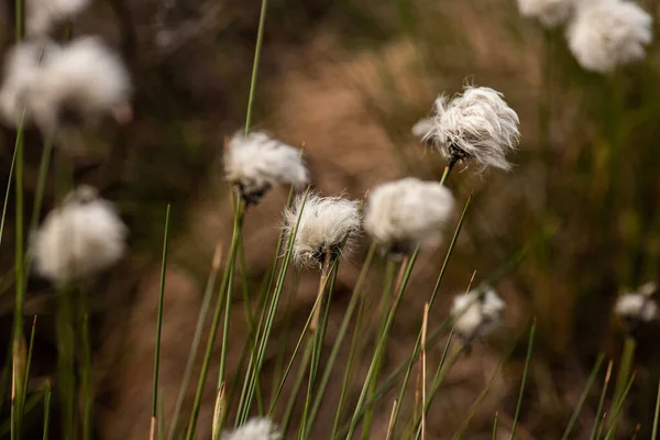 Myrull Eriophorum Brachyantherum Ett Fält — Stockfoto