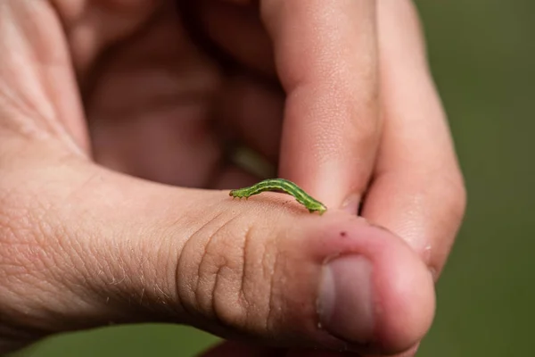 Green maggot glimbing along a thumb.