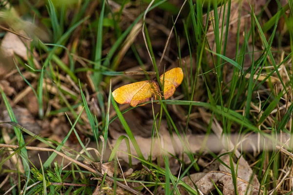 草にしがみつく黄色の蛾 — ストック写真