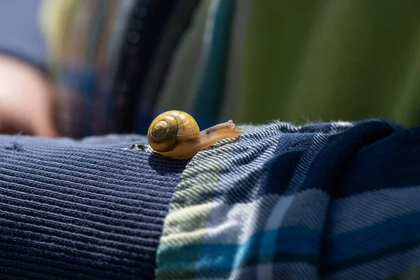 Land Slak Langzaam Sprinten Een Jas — Stockfoto