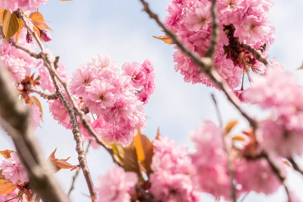 Lkbaharın Başlarında Pembe Kiraz Ağacı — Stok fotoğraf