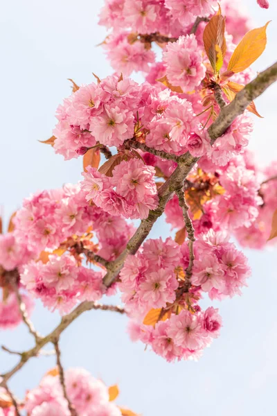 Pink cherry blossom tree in early spring.