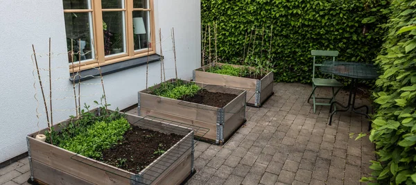 Groeien Pallethalsbanden Een Kleine Achtertuin — Stockfoto