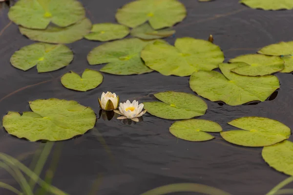 Water Lilys Blooming Shallow Lake — Stock Photo, Image