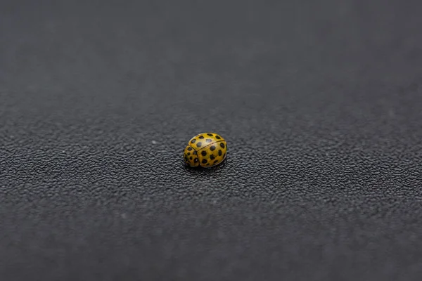 Μια Κίτρινη Πασχαλίτσα Psyllobora Vigintiduopunctata Μαύρο Τραπέζι — Φωτογραφία Αρχείου