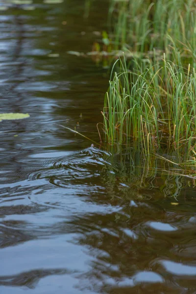 Grass Snake Grass Snake Natrix Natrix Swimming Lake — Stock Photo, Image