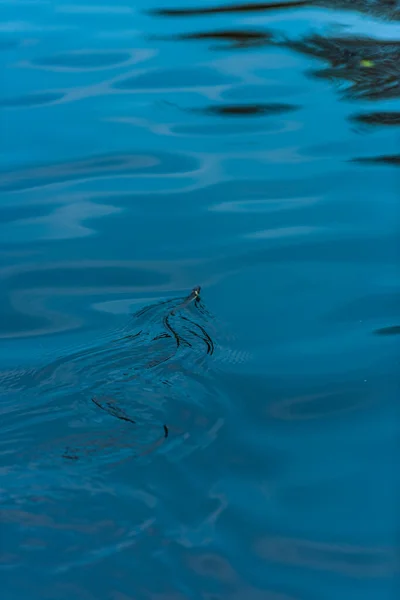 Grasnatter Natrix Natrix Schwimmt Einem See — Stockfoto