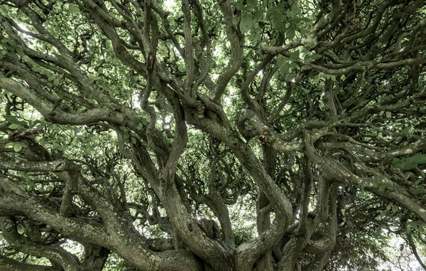 Внутренний Вид Дерева Кривыми Плотно Упакованными Ветвями — стоковое фото
