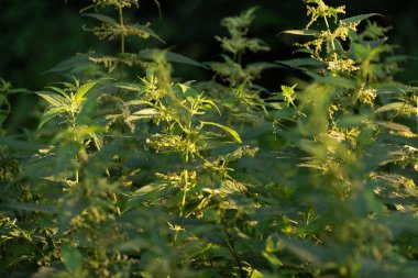 Güzel gün batımı ışığında ısırgan otları.