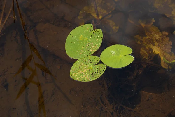 Folhas Lilys Água Que Flutuam Água Rasa — Fotografia de Stock