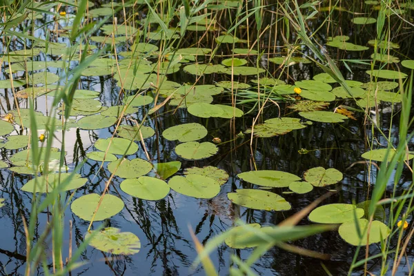 浅い水に浮かぶ睡蓮の葉 — ストック写真