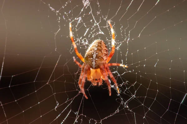 European Garden Spider Araneus Diadematus Its Web — Stock Photo, Image