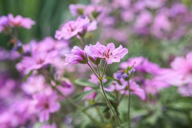 Parkta sardunya çiçekleri.