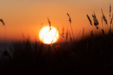 Muhteşem bir yaz günbatımının önünde çimen silueti .