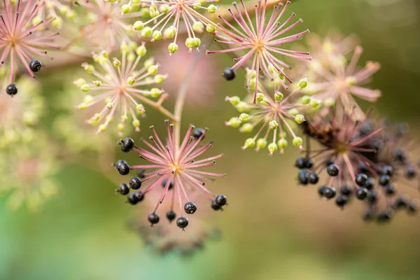 Kwiaty Jagody Spikenard Aralia Cordata — Zdjęcie stockowe