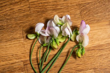 Beyaz tatlı bezelye çiçekleri açıyor.