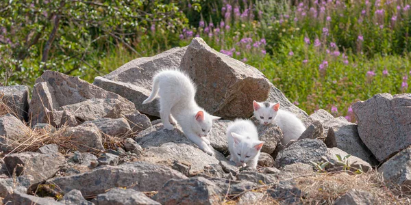 Witte Kittens Spelen Tussen Rotsen — Stockfoto