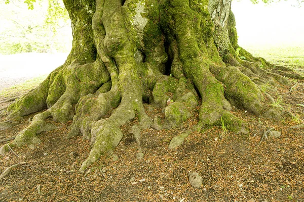 Детилы Ствола Корни Большого Старого Дерева — стоковое фото