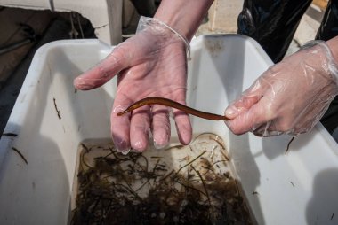 Küçük bir boru balığı tutan eller..