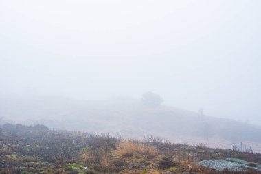 Ormanda yoğun sis var..